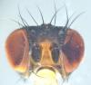 Drosophila sp.
